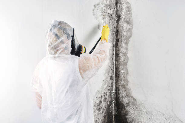 Best Water damage restoration experts  in USA